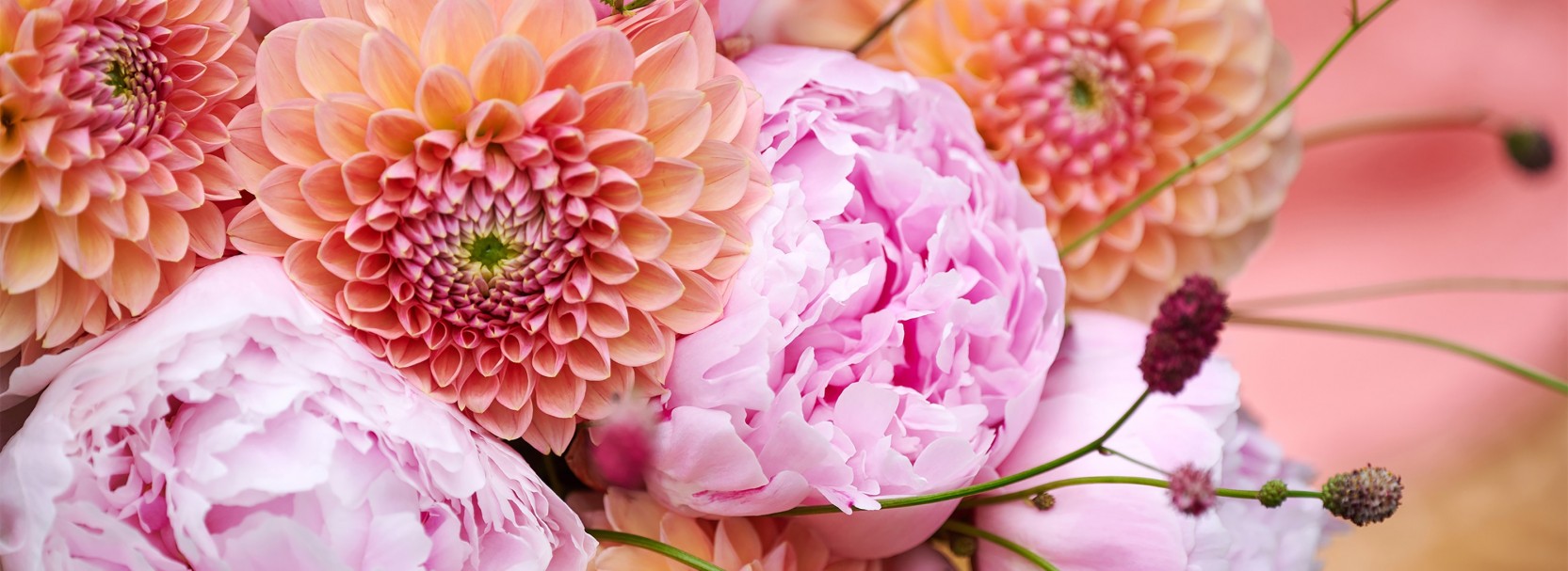 For the most beautiful flowers and plants